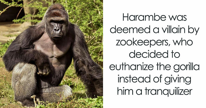 A Decade Later, Harambe Remains At The Center Of One Of The Most Controversial Zoo Incidents Ever