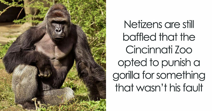 A Decade Later, Harambe Remains At The Center Of One Of The Most Controversial Zoo Incidents Ever