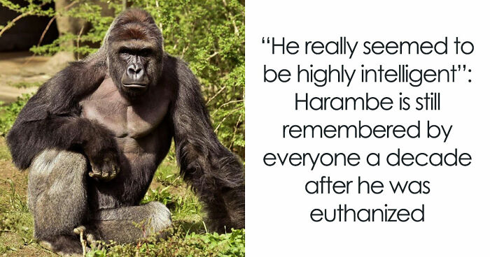 A Decade Later, Harambe Remains At The Center Of One Of The Most Controversial Zoo Incidents Ever