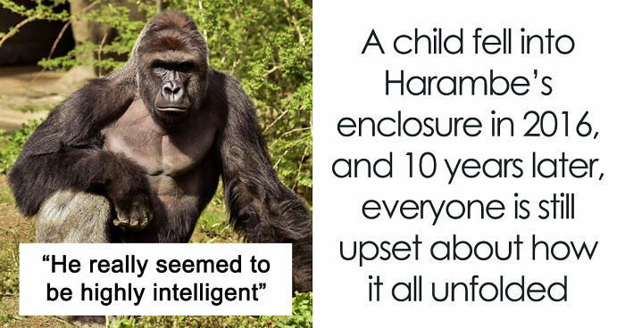 A Decade Later, Harambe Remains At The Center Of One Of The Most Controversial Zoo Incidents Ever