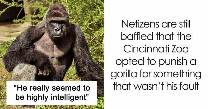 A Decade Later, Harambe Remains At The Center Of One Of The Most Controversial Zoo Incidents Ever