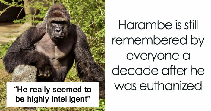 A Decade Later, Harambe Remains At The Center Of One Of The Most Controversial Zoo Incidents Ever