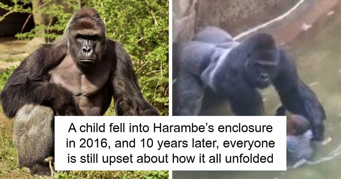 A Decade Later, Harambe Remains At The Center Of One Of The Most Controversial Zoo Incidents Ever