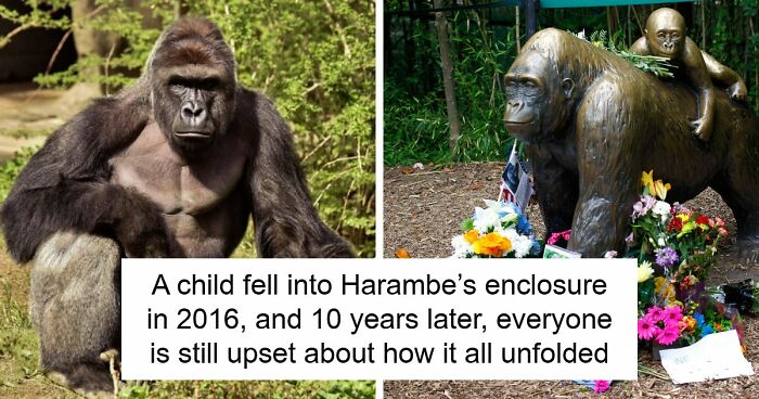 A Decade Later, Harambe Remains At The Center Of One Of The Most Controversial Zoo Incidents Ever
