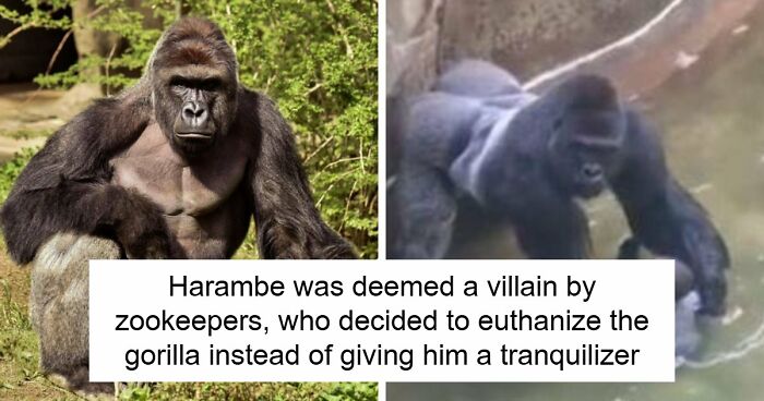 A Decade Later, Harambe Remains At The Center Of One Of The Most Controversial Zoo Incidents Ever