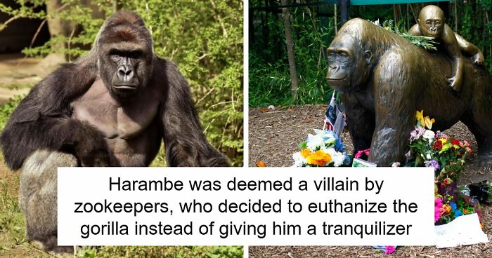 A Decade Later, Harambe Remains At The Center Of One Of The Most Controversial Zoo Incidents Ever