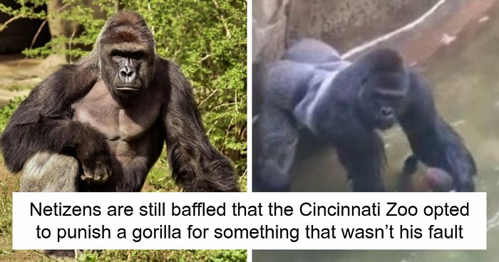 A Decade Later, Harambe Remains At The Center Of One Of The Most Controversial Zoo Incidents Ever