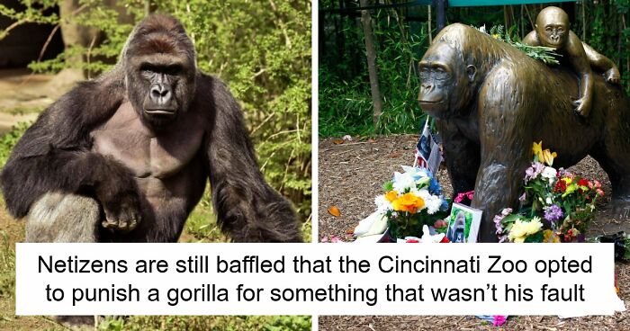 A Decade Later, Harambe Remains At The Center Of One Of The Most Controversial Zoo Incidents Ever