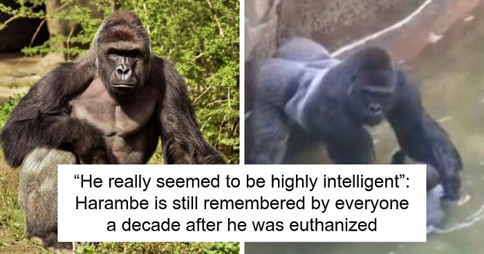 A Decade Later, Harambe Remains At The Center Of One Of The Most Controversial Zoo Incidents Ever