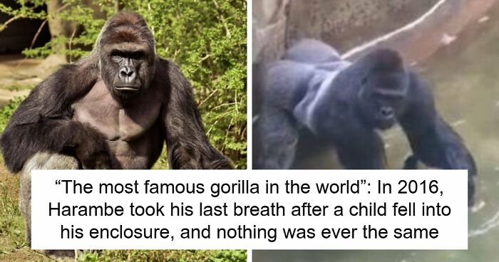 A Decade Later, Harambe Remains At The Center Of One Of The Most Controversial Zoo Incidents Ever