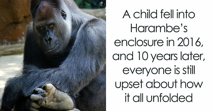 A Decade Later, Harambe Remains At The Center Of One Of The Most Controversial Zoo Incidents Ever