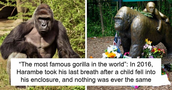 A Decade Later, Harambe Remains At The Center Of One Of The Most Controversial Zoo Incidents Ever