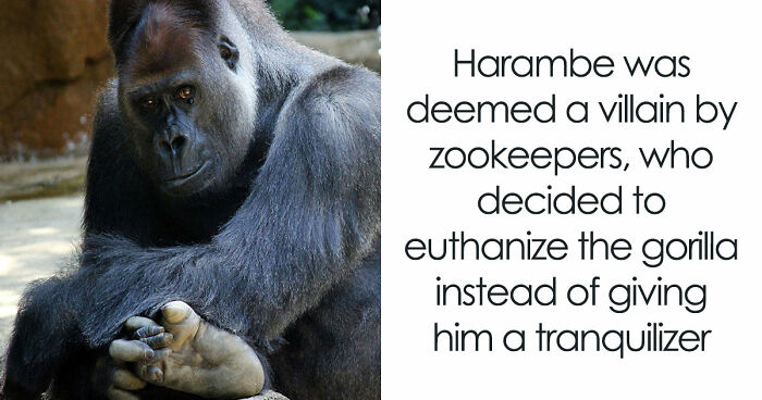 A Decade Later, Harambe Remains At The Center Of One Of The Most Controversial Zoo Incidents Ever