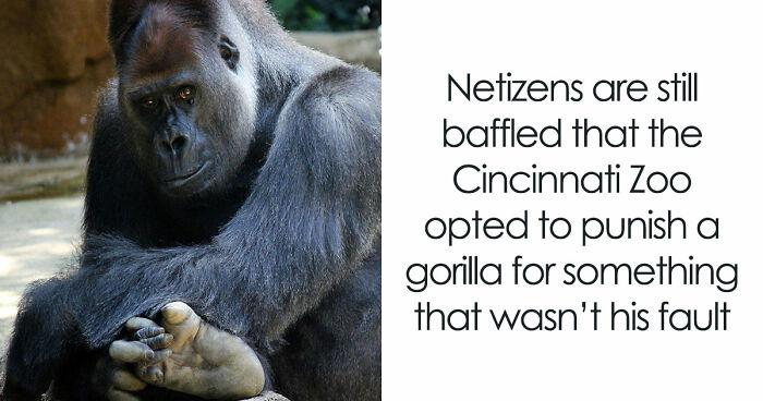A Decade Later, Harambe Remains At The Center Of One Of The Most Controversial Zoo Incidents Ever