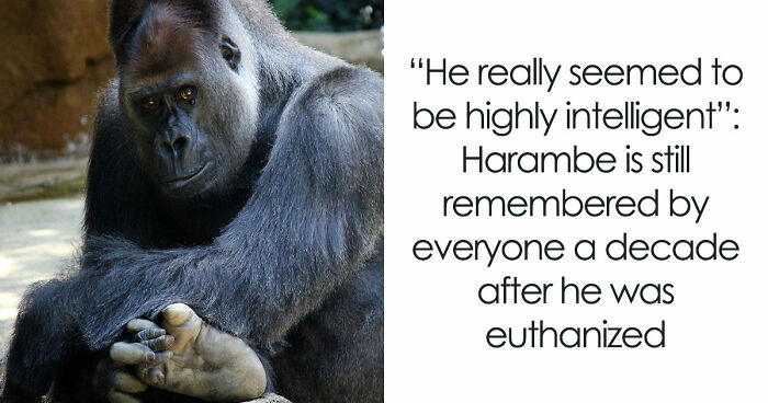 A Decade Later, Harambe Remains At The Center Of One Of The Most Controversial Zoo Incidents Ever