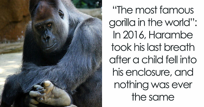 A Decade Later, Harambe Remains At The Center Of One Of The Most Controversial Zoo Incidents Ever