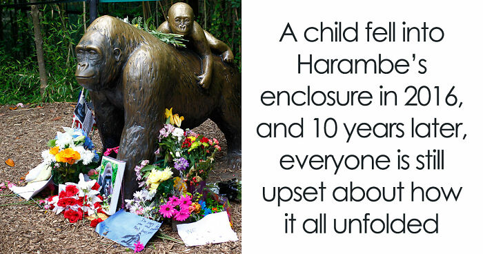 A Decade Later, Harambe Remains At The Center Of One Of The Most Controversial Zoo Incidents Ever