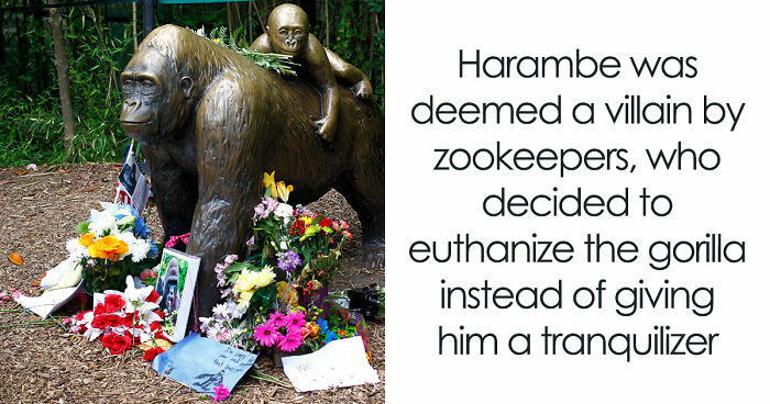 A Decade Later, Harambe Remains At The Center Of One Of The Most Controversial Zoo Incidents Ever