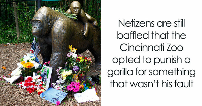 A Decade Later, Harambe Remains At The Center Of One Of The Most Controversial Zoo Incidents Ever