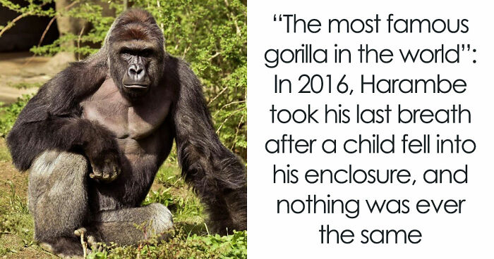 A Decade Later, Harambe Remains At The Center Of One Of The Most Controversial Zoo Incidents Ever