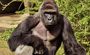 A Decade Later, Harambe Remains At The Center Of One Of The Most Controversial Zoo Incidents Ever