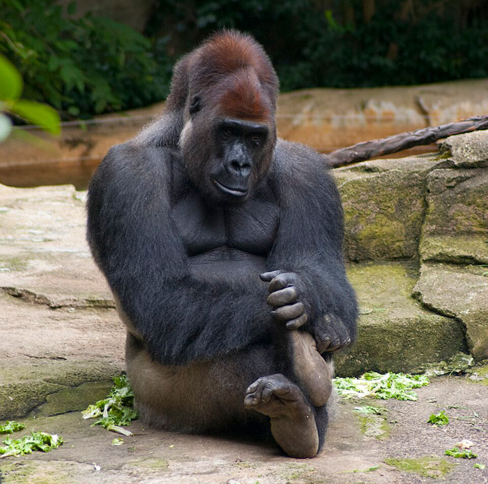 A Decade Later, Harambe Remains At The Center Of One Of The Most Controversial Zoo Incidents Ever A Decade Later, Harambe Remains At The Center Of One Of The Most Controversial Zoo Incidents Ever