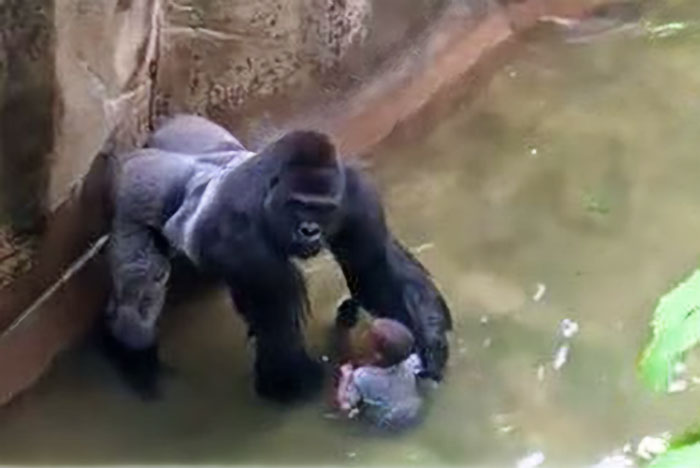 A Decade Later, Harambe Remains At The Center Of One Of The Most Controversial Zoo Incidents Ever A Decade Later, Harambe Remains At The Center Of One Of The Most Controversial Zoo Incidents Ever