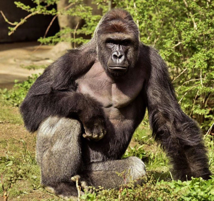 A Decade Later, Harambe Remains At The Center Of One Of The Most Controversial Zoo Incidents Ever A Decade Later, Harambe Remains At The Center Of One Of The Most Controversial Zoo Incidents Ever
