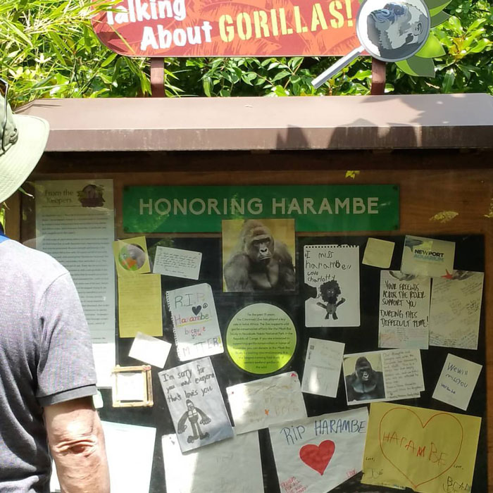 A Decade Later, Harambe Remains At The Center Of One Of The Most Controversial Zoo Incidents Ever A Decade Later, Harambe Remains At The Center Of One Of The Most Controversial Zoo Incidents Ever