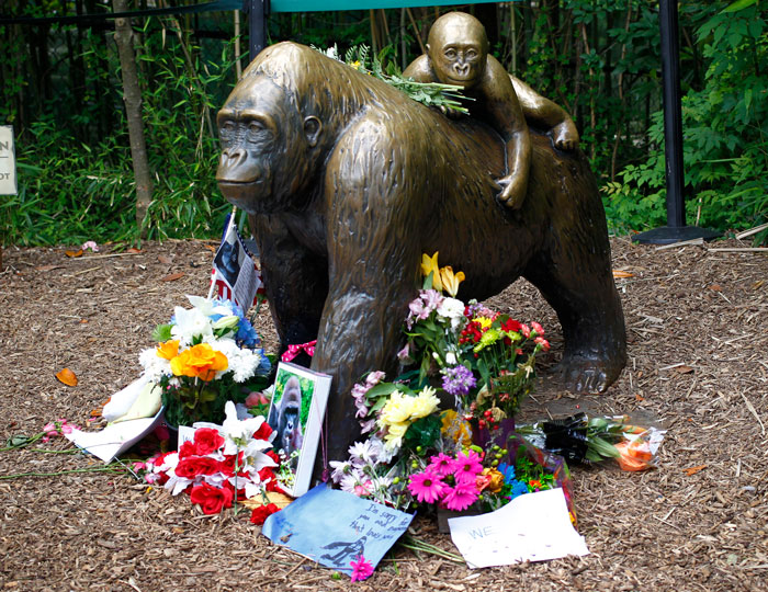 A Decade Later, Harambe Remains At The Center Of One Of The Most Controversial Zoo Incidents Ever A Decade Later, Harambe Remains At The Center Of One Of The Most Controversial Zoo Incidents Ever