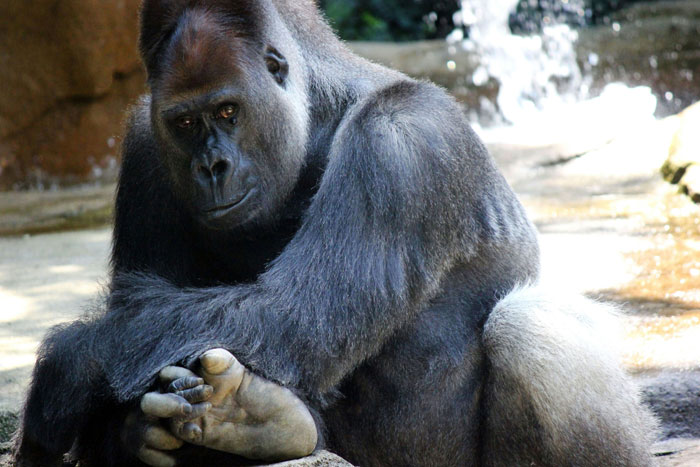 A Decade Later, Harambe Remains At The Center Of One Of The Most Controversial Zoo Incidents Ever A Decade Later, Harambe Remains At The Center Of One Of The Most Controversial Zoo Incidents Ever
