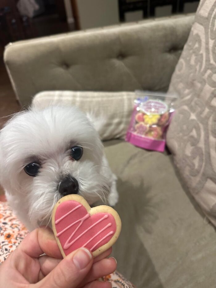 Cute white dog looking at a heart-shaped cookie. A sweet moment from one of the unusual jobs.