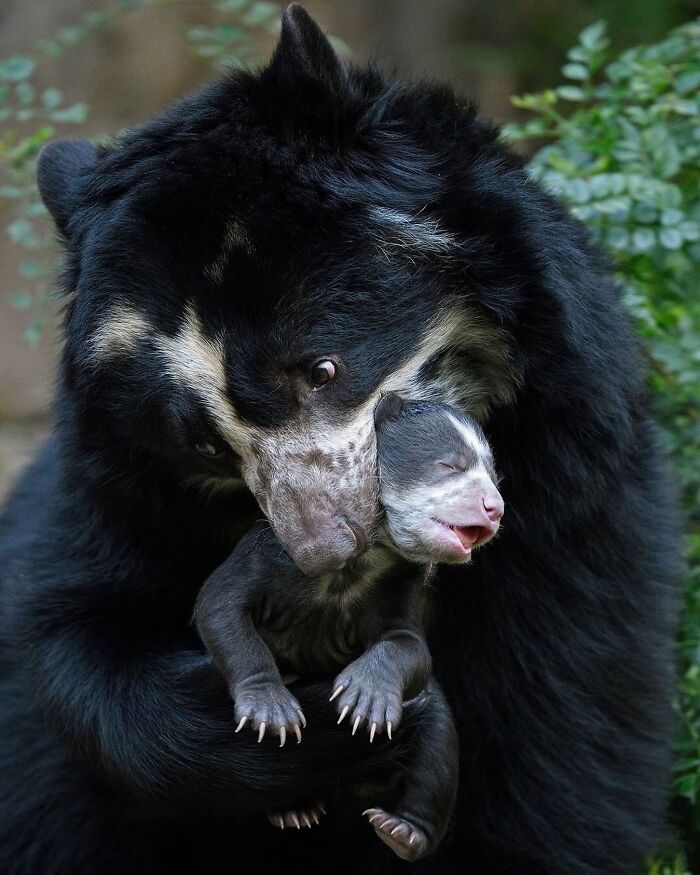 30 Heartwarming Photos Of Animal Moms And Their Babies Shared By Zooborns That Will Melt Your Heart