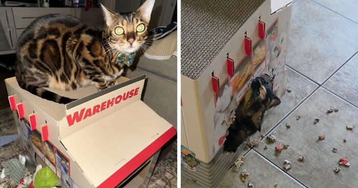 She Is Destroying Her New Costco