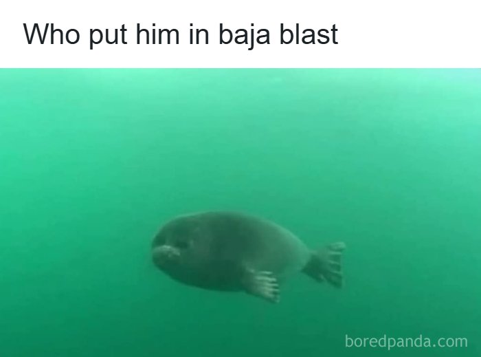 Underwater image of seal with funny caption mentioning Baja Blast