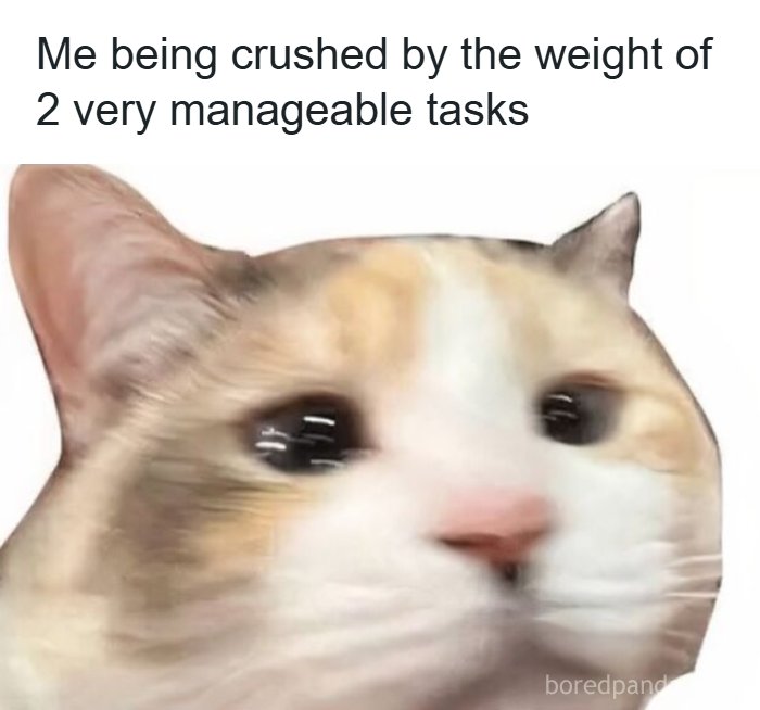 Blurred cat face overwhelmed by two tasks random meme