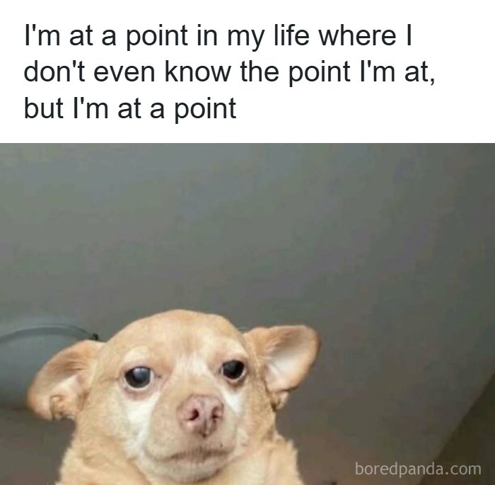 A meme of a small dog with a confused expression, depicting a relatable feeling of existential uncertainty. Hilarious memes.