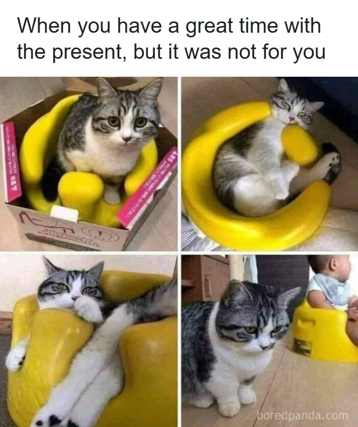 Funny silly cat meme about having a great time with a present not meant for you