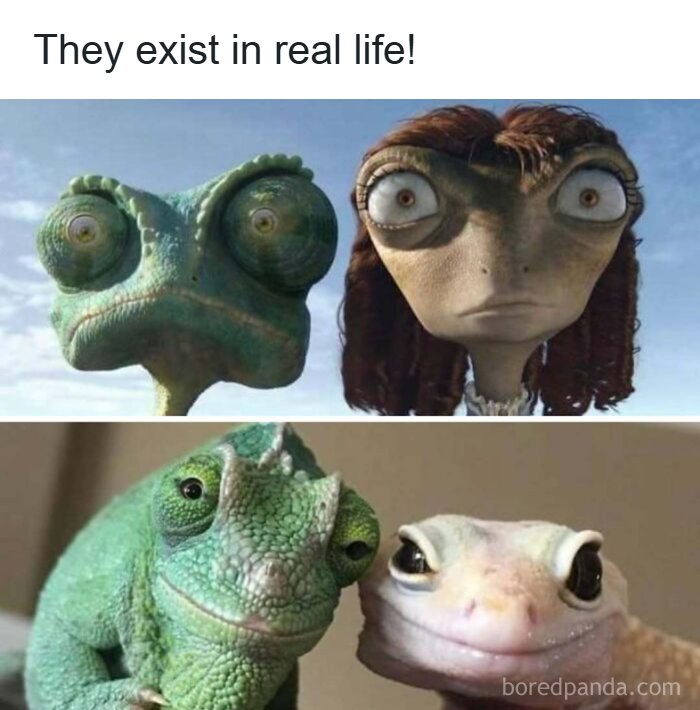 Funny silly memes featuring chameleons resembling animated characters in real life