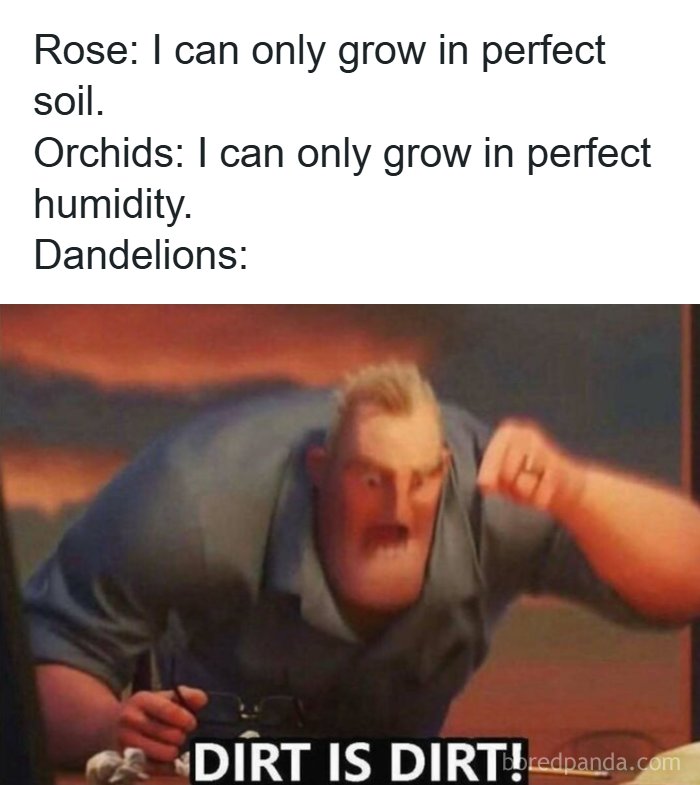 Humorous meme comparing flowers growth conditions with dirt