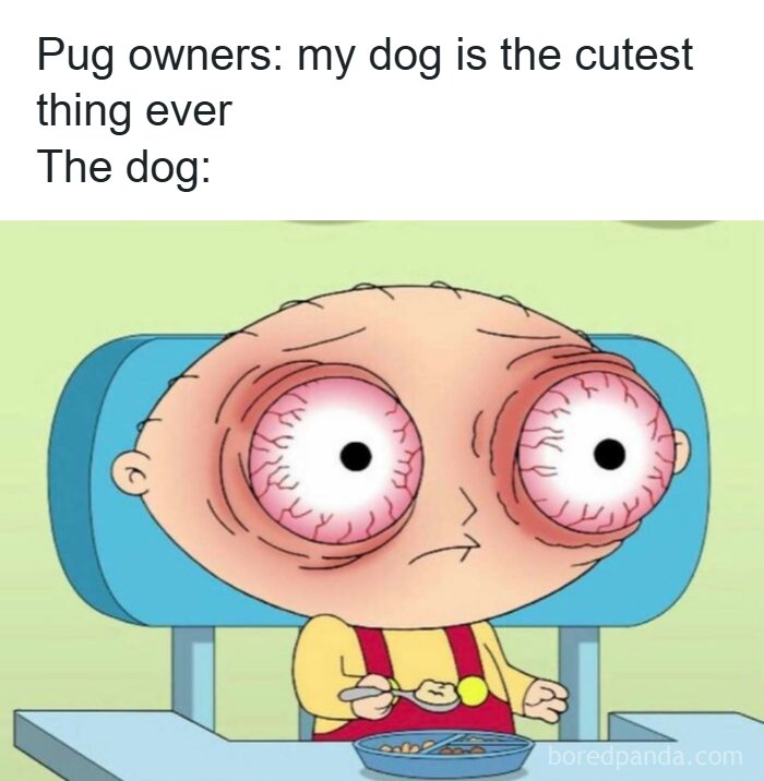 Silly meme about pug owners and dog with bloodshot eyes