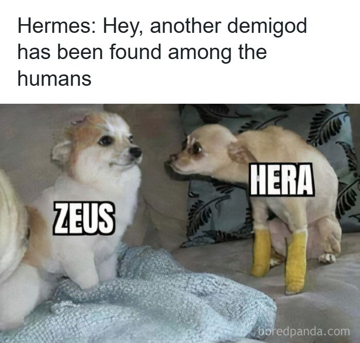 Funny silly meme with dogs labeled as Greek gods Zeus and Hera