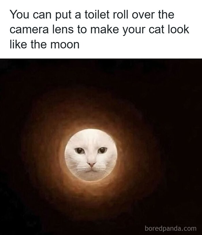 Creative meme showing cat face through toilet roll like the moon