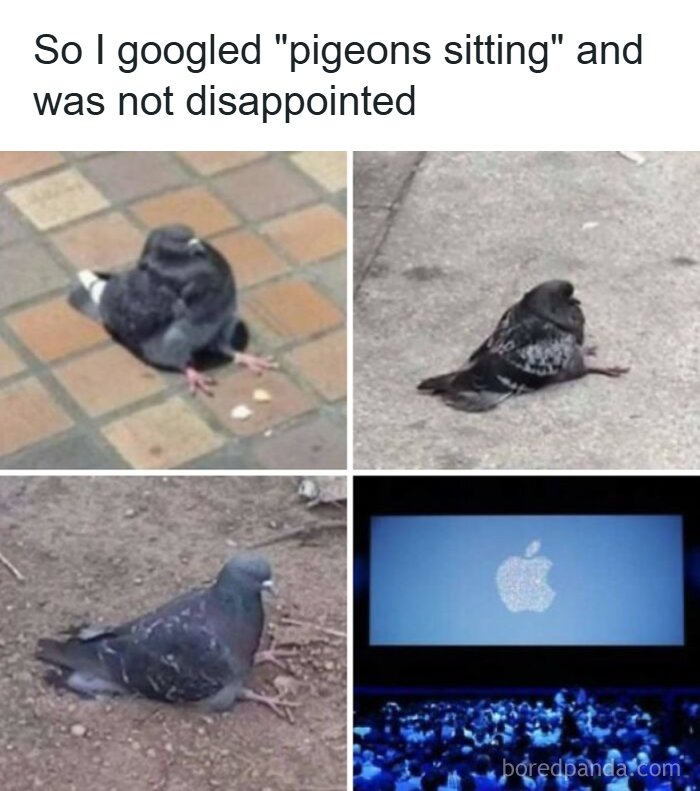 Funny memes with pigeons sitting awkwardly on the ground