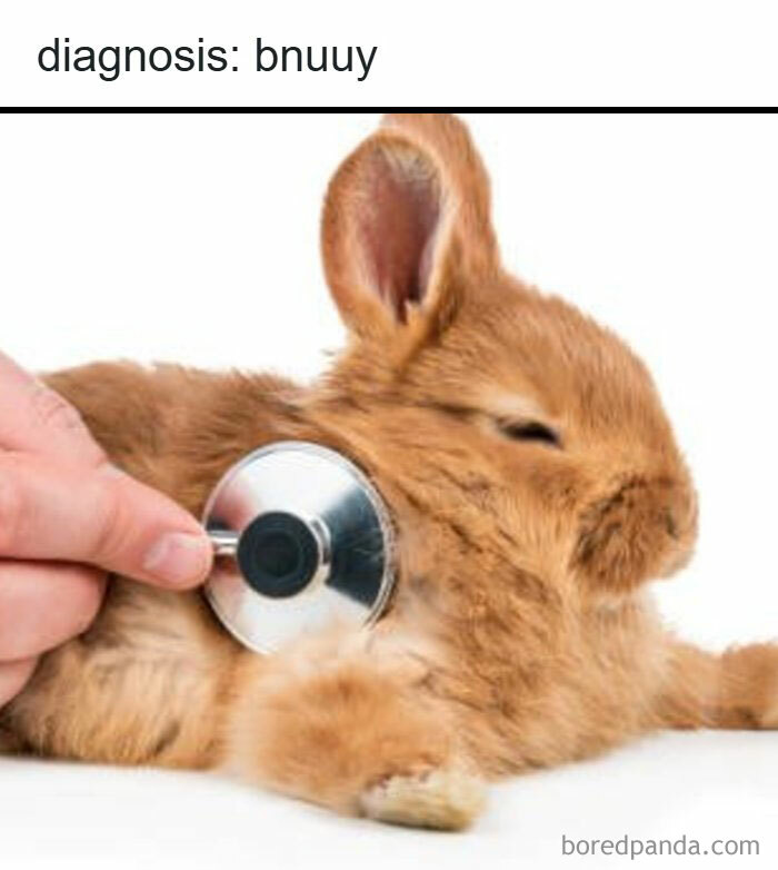 A meme of a tiny rabbit being examined with a stethoscope, with the text diagnosis: bnuuy, giving fever dream vibes.