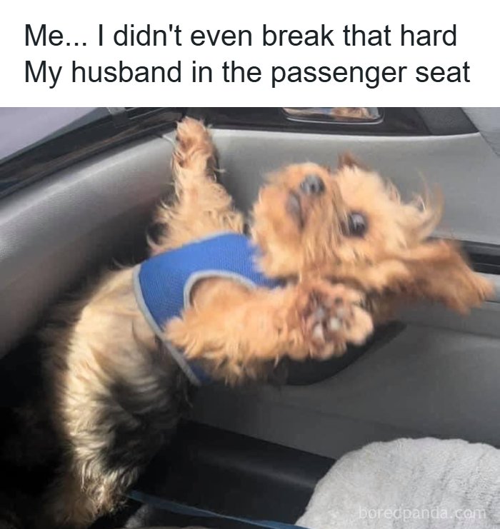 Husband meme with dog reacting to car brakes in passenger seat