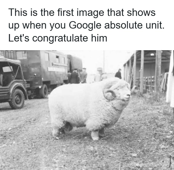 Photo of an oversized ram labeled absolute unit meme for meme escape reality