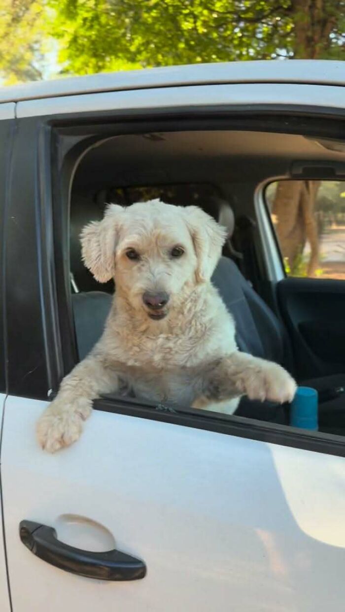 Meet Eduardo Groh Riermersma, The Man Who Devoted His Life To Caring For More Than 600 Rescued Dogs At Refugio El Montecito