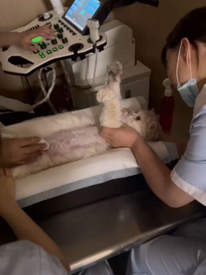 Veterinarians performing an ultrasound on a funny cat lying on its back. These cats have no respect for rules.