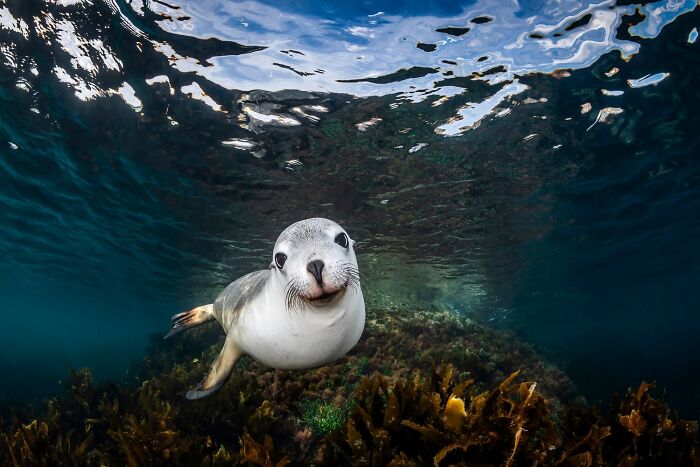 Bronze: Sea Lion Smile By Remuna Beca